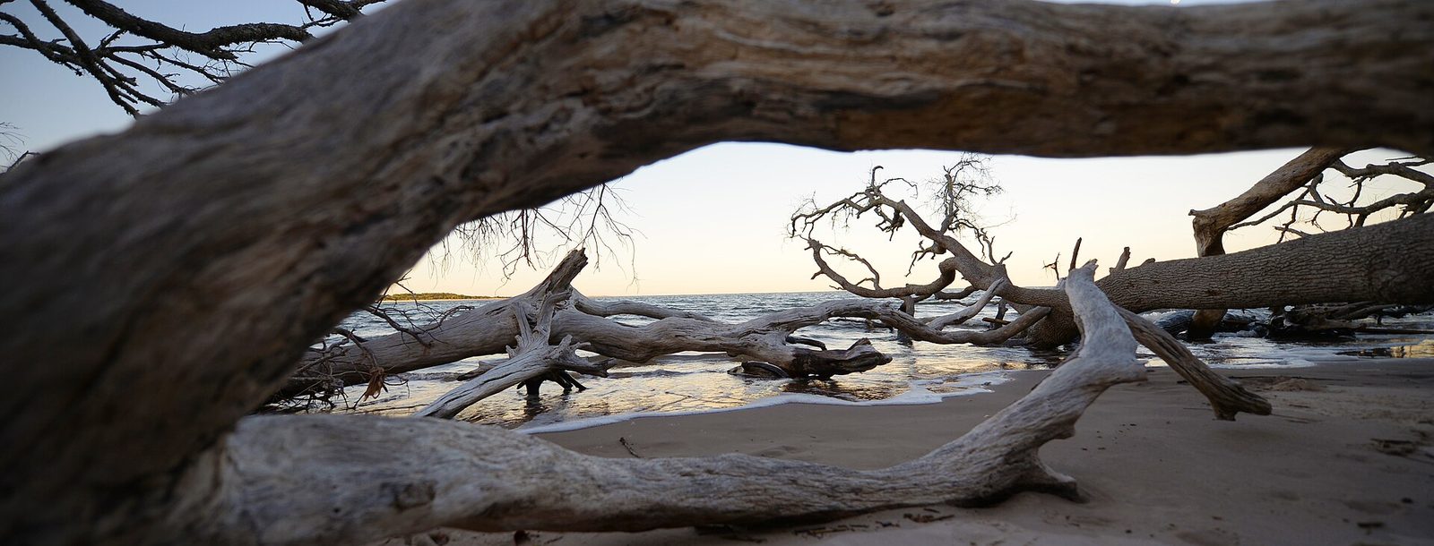 Weathered driftwood on Boneyard Beach at Big Talbot Island State Park in Jacksonville, Florida
