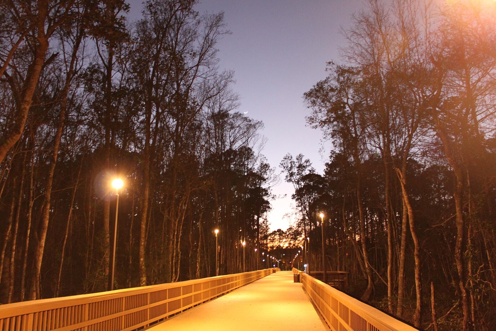 A lighted wooden boardwalk running through tall pine woods at dusk on the University of North Florida campus